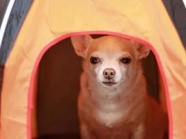 Perro chihuahua de pelo corto marrón sentado en una tienda de campaña naranja sobre fondo blanco. foto