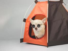 Perro chihuahua de pelo corto marrón con gafas de sol sentado en una tienda de campaña naranja sobre fondo blanco. concepto de viaje de mascotas. foto