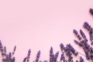 Frame made from lavender flowers on colored background top view. Copy space photo