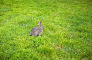 One rabbit eats grass in garden photo