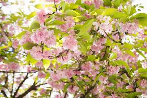 hermosa flor de cerezo de primavera en uzhgorod. foto