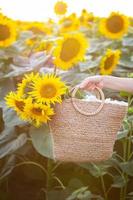 A female hand in a large field of sunflowers, holds a straw bag with a large bouquet of sunflowers. photo