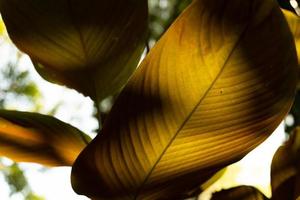 green leaves for background and wallpaper. closeup nature view of green leaf and palms background. Flat lay, dark nature concept, tropical leaf photo