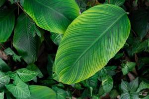 hojas verdes para fondo y papel tapiz. vista de primer plano de la naturaleza de fondo verde de hojas y palmeras. endecha plana, concepto de naturaleza oscura, hoja tropical foto