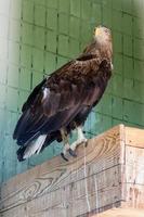 An eagle and a falcon sit on a close-up branch photo