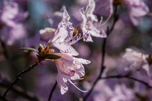 Macro of a branch of Ledum flower photo