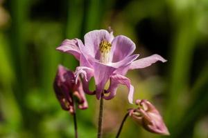 Macro of flowering flowers photo