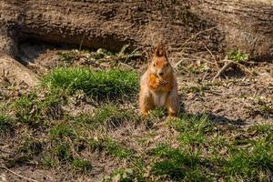 Squirrel sits on a tree photo