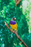 Beautiful birds Guldova Amadina Erythrura gouldiae sitting on a branch photo