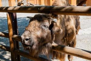 Buffalo head close-up photo