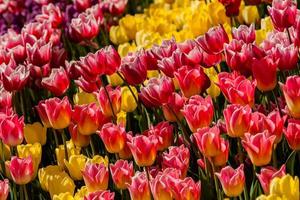 Spring field of colorful tulips photo
