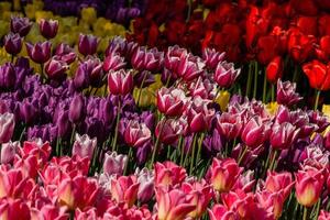 Macro multi-colored tulips on a background of green grass photo