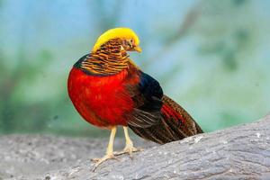 Golden pheasant on a close-up branch photo