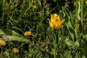 macro de tulipanes amarillos sobre un fondo de hierba verde foto