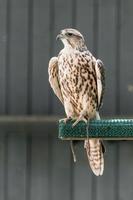 Beautiful falcon close up photo