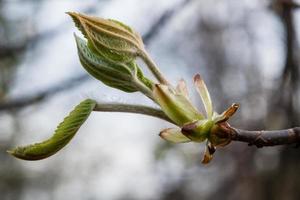 Macro of spring leaf of chestnut photo