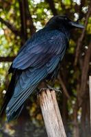 Big Black Raven sitting on a close-up branch photo