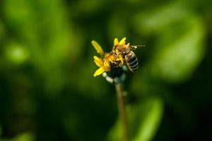Macro of yellow dandelions on which sits a wasp photo