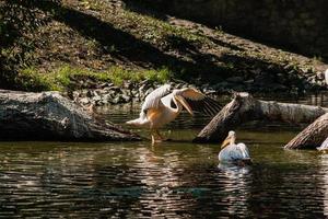 pelícano se sienta en un tronco y se calienta al sol foto