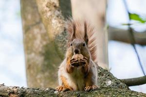 Squirrel sits on a branch and gnaws nuts photo