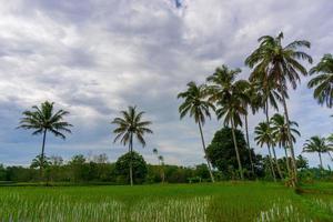 Beautiful morning view indonesia Panorama Landscape paddy fields with beauty color and sky natural light photo