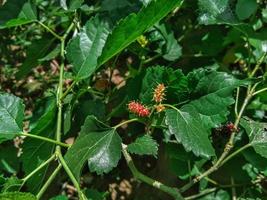 Mulberry Morus alba L. belongs to the moraceae family originating from China photo