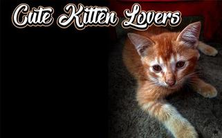 cute kitten domestic cats orange color photo