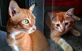 cute kitten and adult domestic cats orange color photo