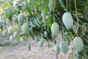 fruta de mango orgánico fresco en el árbol en el huerto foto