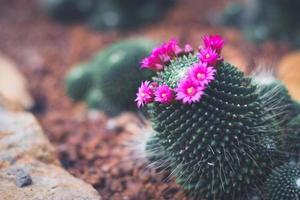 cactus en maceta con flor. concepto de decoración de plantas caseras. foto