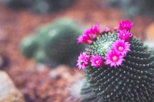 cactus en maceta con flor. concepto de decoración de plantas caseras. foto