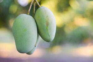 fruta de mango orgánico fresco en el árbol en el huerto foto