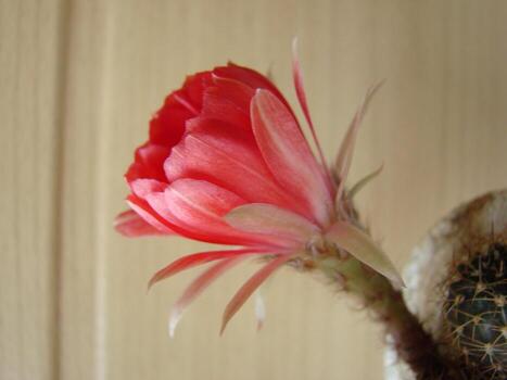 gran flor roja en cactus erizo en una olla en casa. dos flores al mismo tiempo, planta espinosa floreciente foto