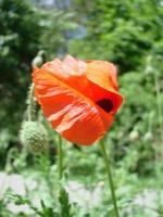 Red Poppy Flowers with a Bee and Wheat Fields on the Background. Common Poppy Papaver rhoeas photo