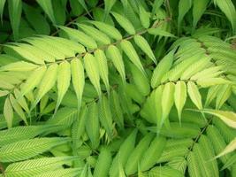 green natural background of carved leaves, beautiful summer texture backdrop of leaves. photo