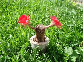 Large red bloom on hedgehog cactus in a pot at home. Two flowers at the same time, blooming thorny plant photo