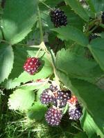 Fresh blackberries in the garden. A bunch of ripe blackberry fruits on a branch with green leaves. photo