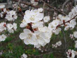 Spring blossom background with apricot. Beautiful nature scene with flowering tree and blue sky photo