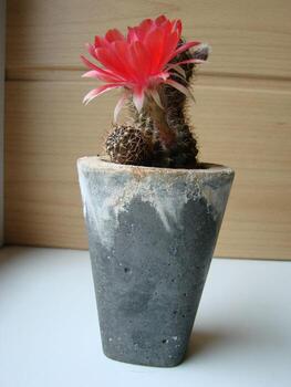 gran flor roja en cactus erizo en una olla en casa. dos flores al mismo tiempo, planta espinosa floreciente foto