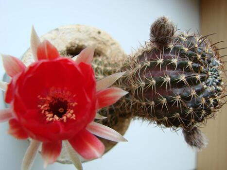 gran flor roja en cactus erizo en una olla en casa. dos flores al mismo tiempo, planta espinosa floreciente foto