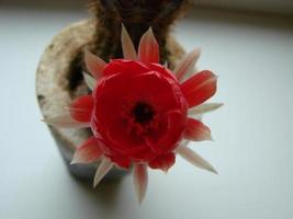 Large red bloom on hedgehog cactus in a pot at home. Two flowers at the same time, blooming thorny plant photo