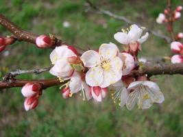 Spring blossom background with apricot. Beautiful nature scene with flowering tree and blue sky photo