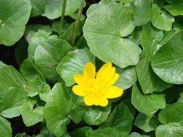 Ficaria verna, commonly known as lesser celandine or pilewort, is a perennial flowering plant in the buttercup family Ranunculaceae photo