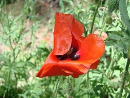 flores de amapola rojas con una abeja y campos de trigo en el fondo. amapola común papaver rhoeas foto