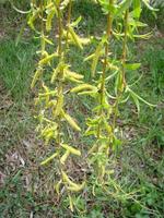 coastal willow, tree blooms with yellow fluffy flowers in March or April, spring photo