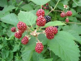 Fresh blackberries in the garden. A bunch of ripe blackberry fruits on a branch with green leaves. photo