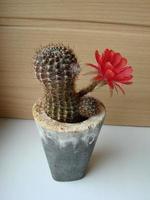 gran flor roja en cactus erizo en una olla en casa. dos flores al mismo tiempo, planta espinosa floreciente foto
