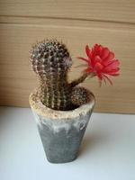 Large red bloom on hedgehog cactus in a pot at home. Two flowers at the same time, blooming thorny plant photo