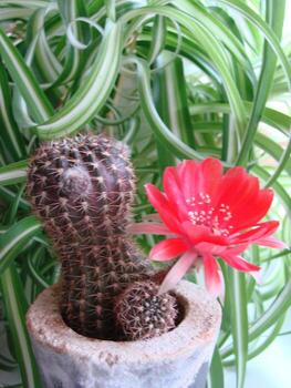 gran flor roja en cactus erizo en una olla en casa. dos flores al mismo tiempo, planta espinosa floreciente foto