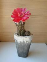 Large red bloom on hedgehog cactus in a pot at home. Two flowers at the same time, blooming thorny plant photo